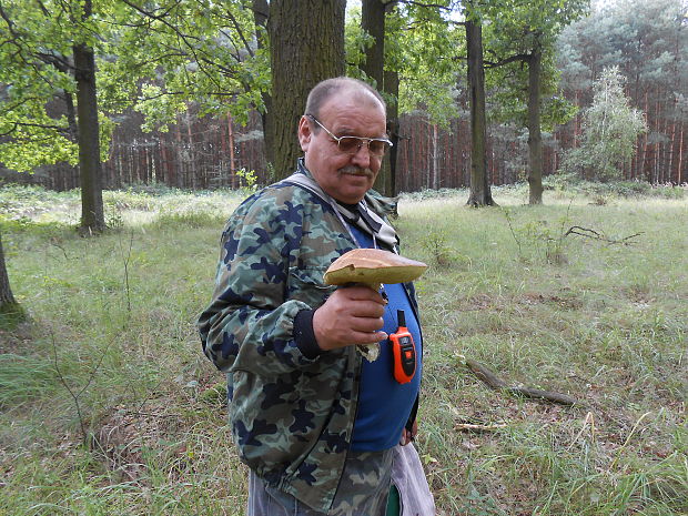 hríb smrekový Boletus edulis Bull.