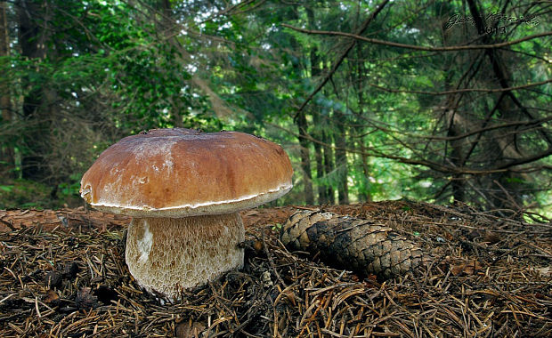 hríb smrekový Boletus edulis Bull.