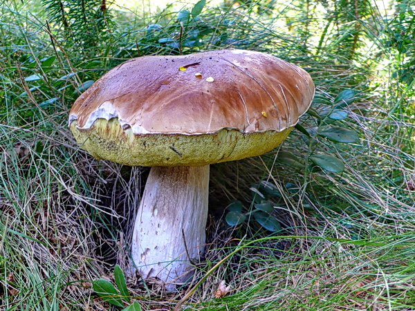 hríb smrekový Boletus edulis Bull.