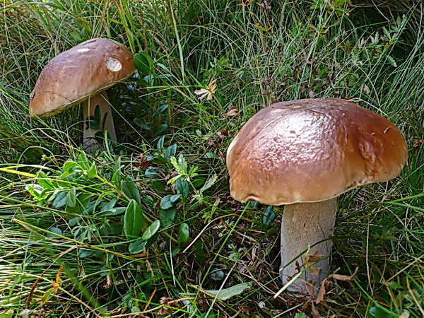 hríb smrekový Boletus edulis Bull.