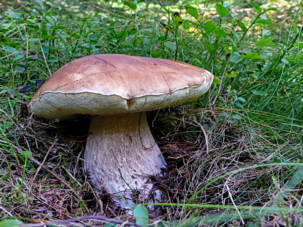 hríb smrekový Boletus edulis Bull.