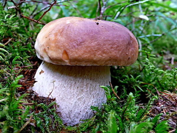 hríb smrekový Boletus edulis Bull.