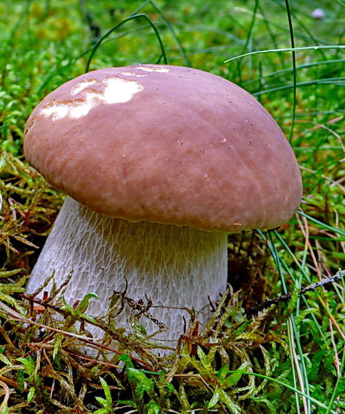 hríb smrekový Boletus edulis Bull.