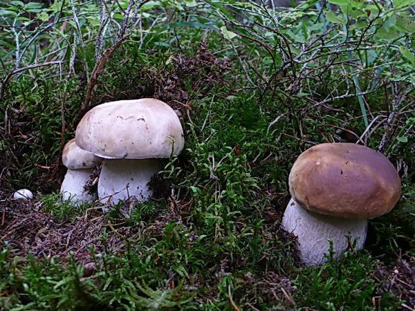 hríb smrekový Boletus edulis Bull.