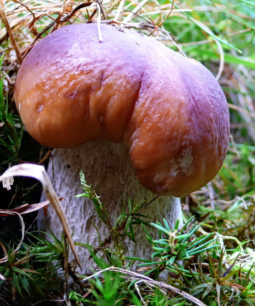 hríb smrekový Boletus edulis Bull.