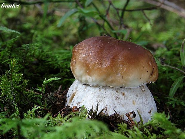 hríb smrekový Boletus edulis Bull.