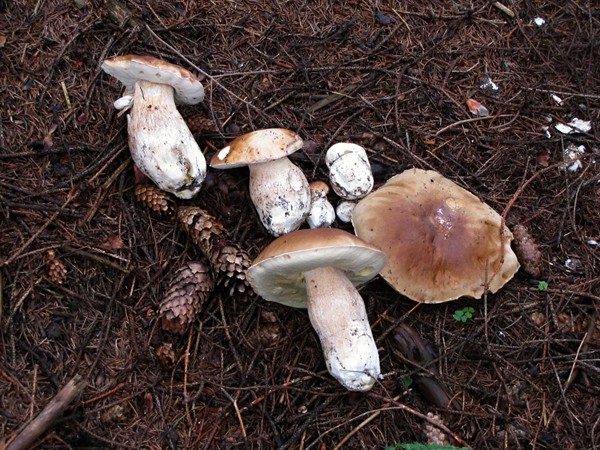 hríb smrekový Boletus edulis Bull.