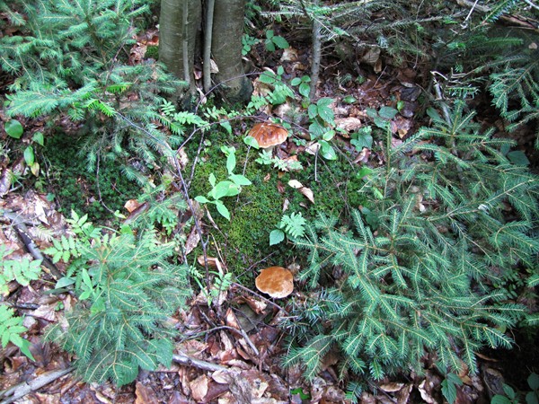 hríb smrekový Boletus edulis Bull.