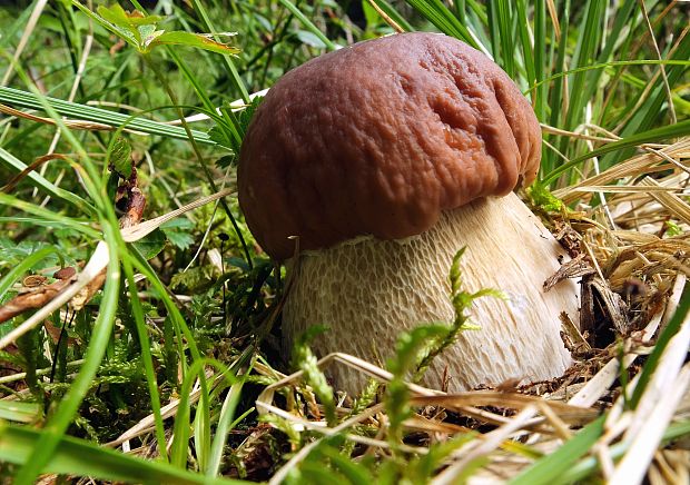 hríb smrekový Boletus edulis Bull.