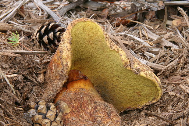 žltavec Buchwaldoboletus hemichrysus (Berk. & M.A. Curtis) Pilát