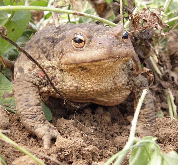 ropucha Bufo bufo