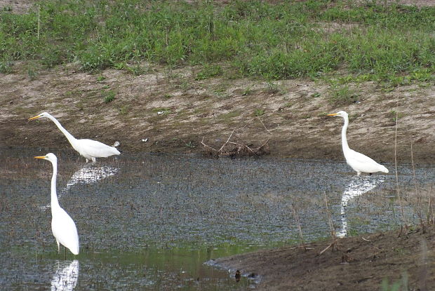 volavka biela Egretta alba