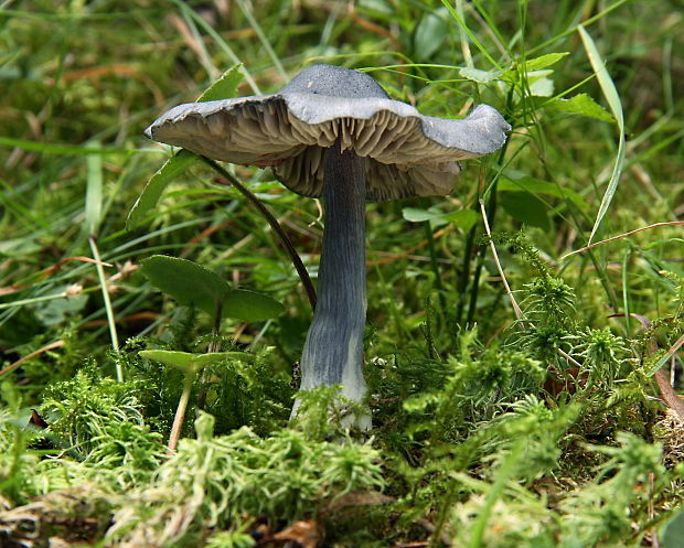 hodvábnica lesklá Entocybe nitida (Quél.) T.J. Baroni, Largent & V. Hofst.