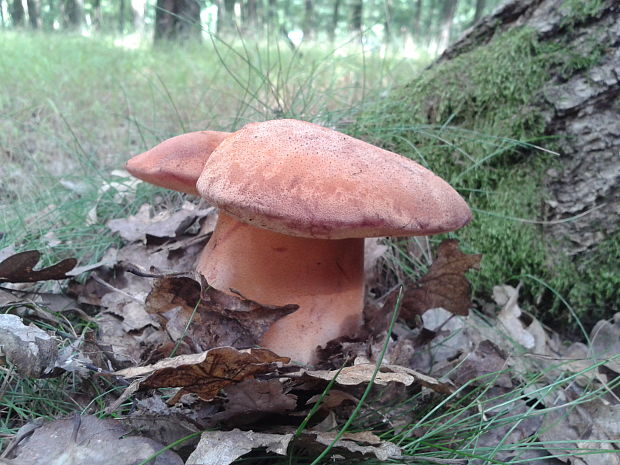 pečeňovec dubový Fistulina hepatica (Schaeff.) With.