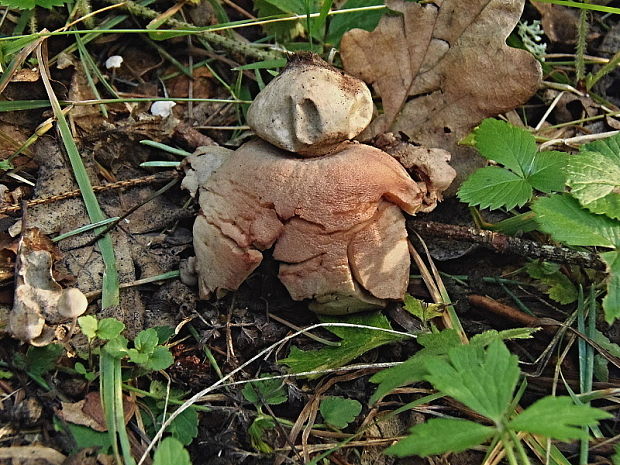 hviezdovka červenkastá Geastrum rufescens Pers.