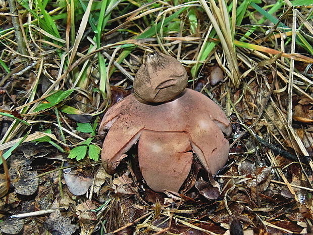 hviezdovka červenkastá Geastrum rufescens Pers.