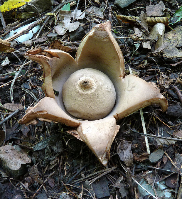 hviezdovka trojitá Geastrum triplex Jungh.