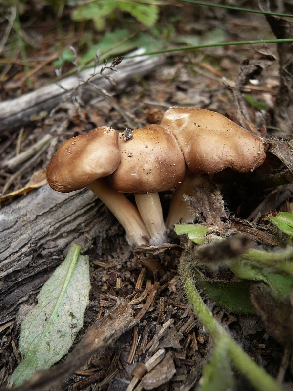 peniazovka vretenovitohlúbiková Gymnopus fusipes (Bull.) Gray