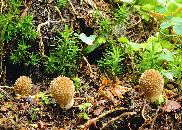 prášnica pichliačová Lycoperdon echinatum Pers.