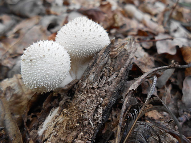 prášnica bradavičnatá Lycoperdon perlatum Pers.