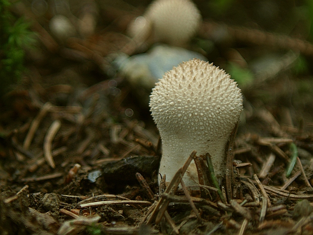 prášnica bradavičnatá Lycoperdon perlatum Pers.