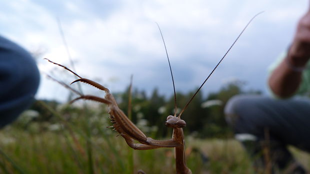 modlivka Mantis religiosa