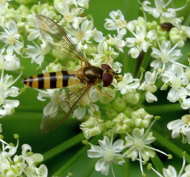 pestrica ♀ Meliscaeva cinctella