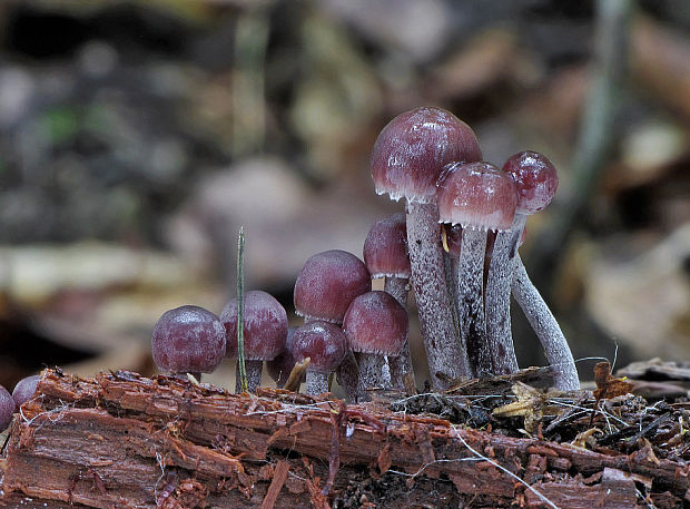 prilbička krvavomliečna Mycena haematopus (Pers.) P. Kumm.