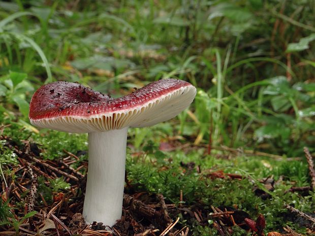 plávka Russula sp.