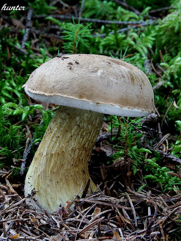 podhríb žlčový Tylopilus felleus (Bull.) P. Karst.