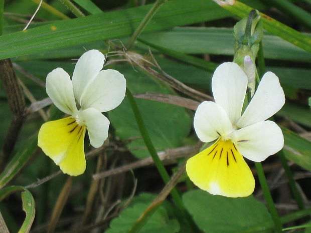 fialka roľná Viola arvensis Murray