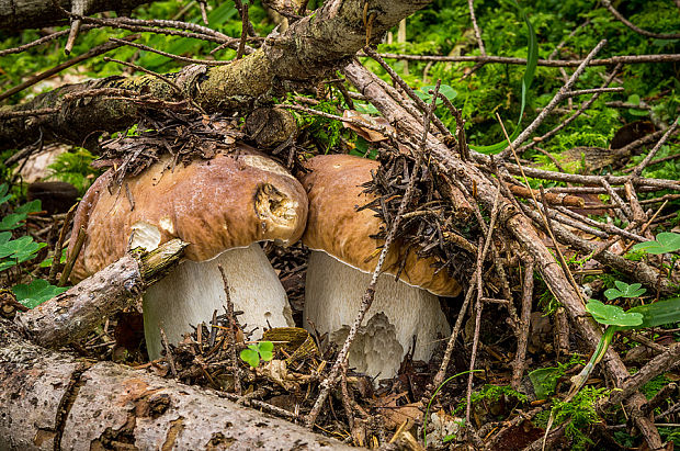 hríb smrekový Boletus edulis Bull.