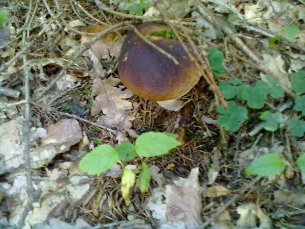 hríb smrekový Boletus edulis Bull.