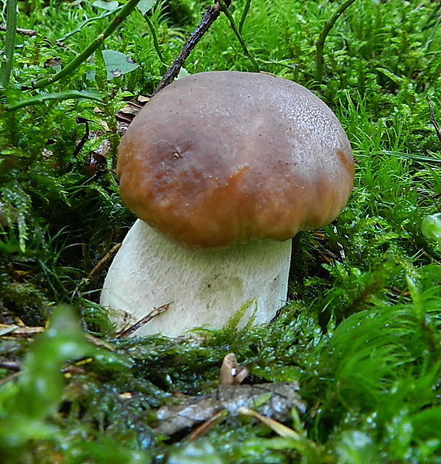 hríb smrekový Boletus edulis Bull.