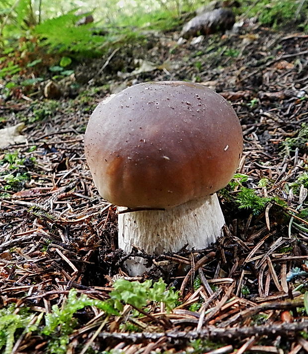 hríb smrekový Boletus edulis Bull.