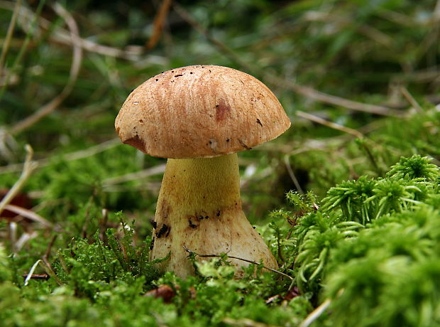 hríb horský Butyriboletus subappendiculatus (Dermek, Lazebn. & J. Veselský) D. Arora & J.L. Frank