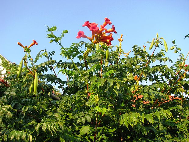 trúbkovec koreňujúci Campsis radicans (L.) Seem.