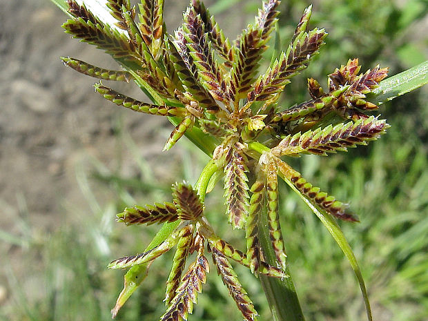 šachor hnedý Cyperus fuscus L.