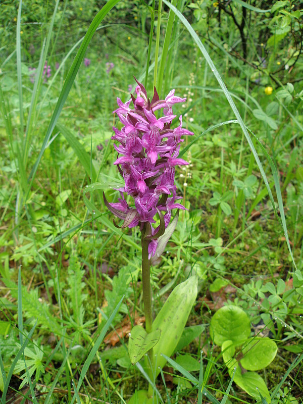 vstavačovec májový pravý / prstnatec májový pravý Dactylorhiza majalis subsp. majalis (Reincherb.) Hunt & Summerh.