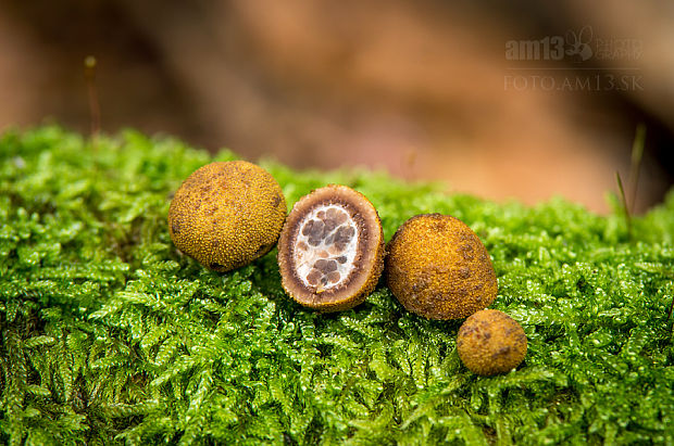 srnka ježatá Elaphomyces muricatus Fr.