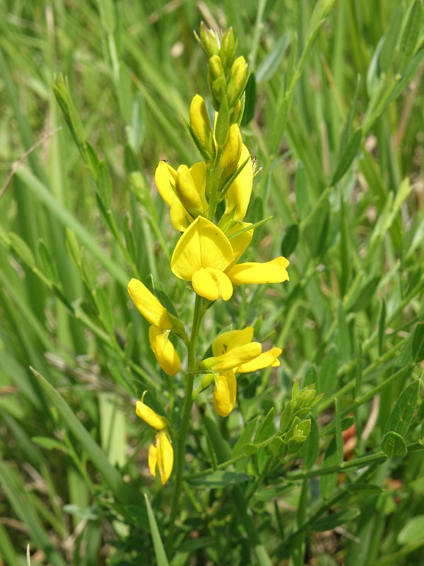 kručinka farbiarska / kručinka barvířská Genista tinctoria L.