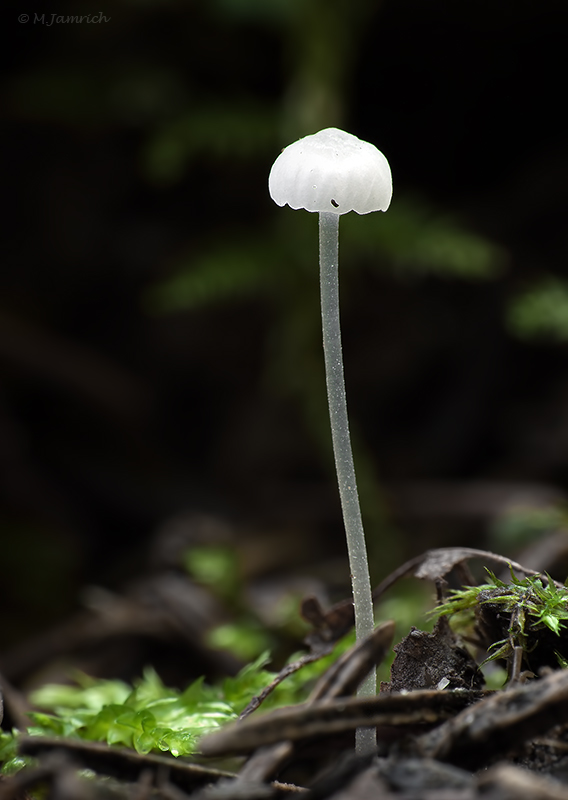 prilbovec Hemimycena sp.