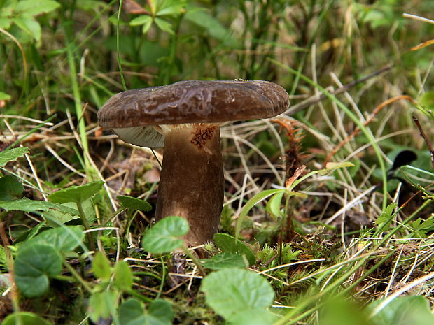 rýdzik čiernozamatový Lactarius lignyotus Fr.