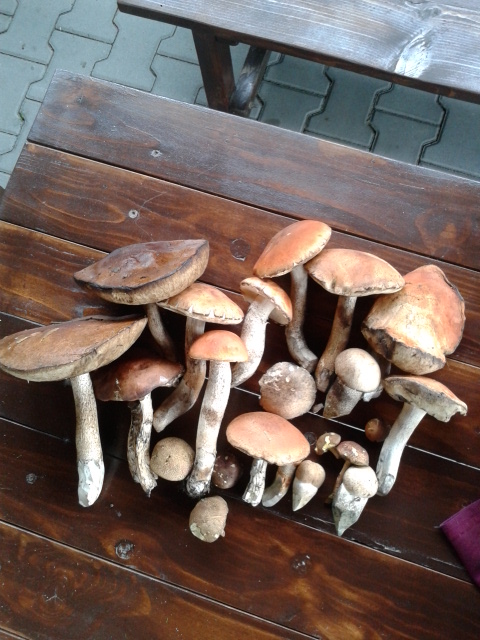 kozák Leccinum sp.