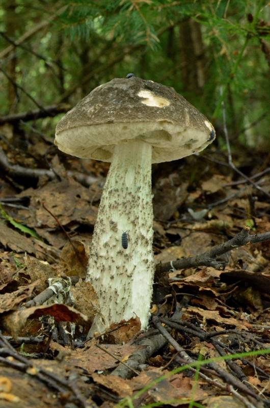 kozák rozličnofarebný Leccinum variicolor Watling