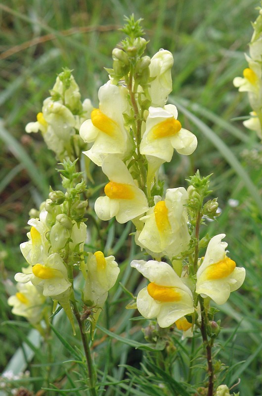 pyštek obyčajný / lnice květel  Linaria vulgaris Mill.