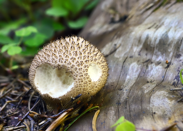 prášnica Lycoperdon sp.