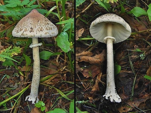 bedľa štíhla Macrolepiota mastoidea (Fr.) Singer