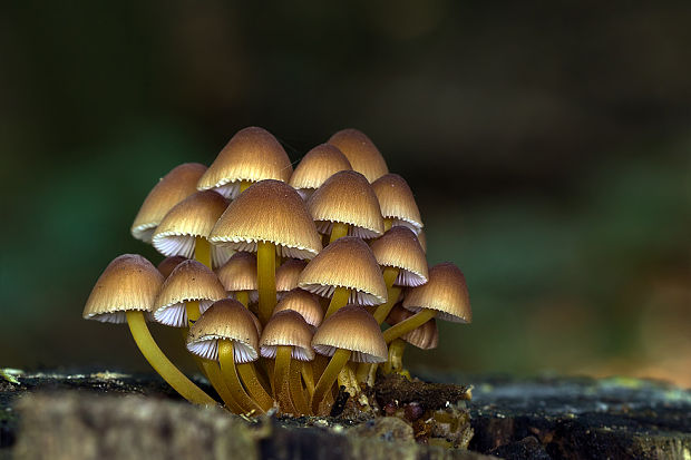 prilbička žltohlúbiková Mycena renati Quél.