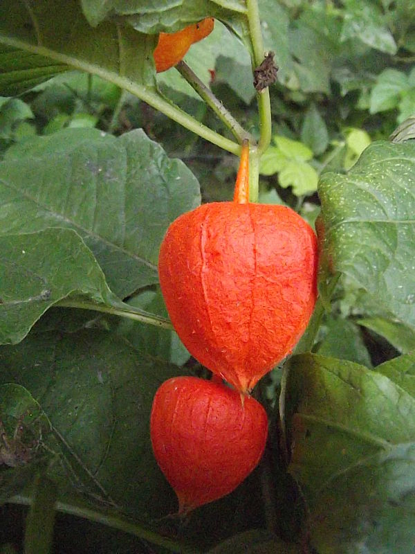 machovka čerešňová Physalis alkekengi L.